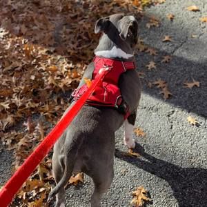 Meet your Posher, Lily